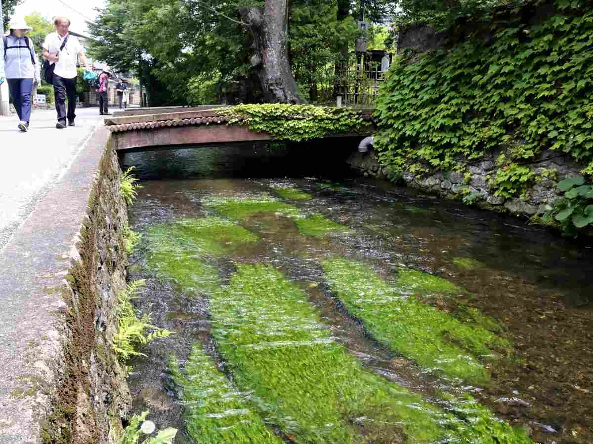 Festival to Promote Japanese Water Crowfoot Aquatic Plant Waving in Clear Stream Held in Miyagi Pref.