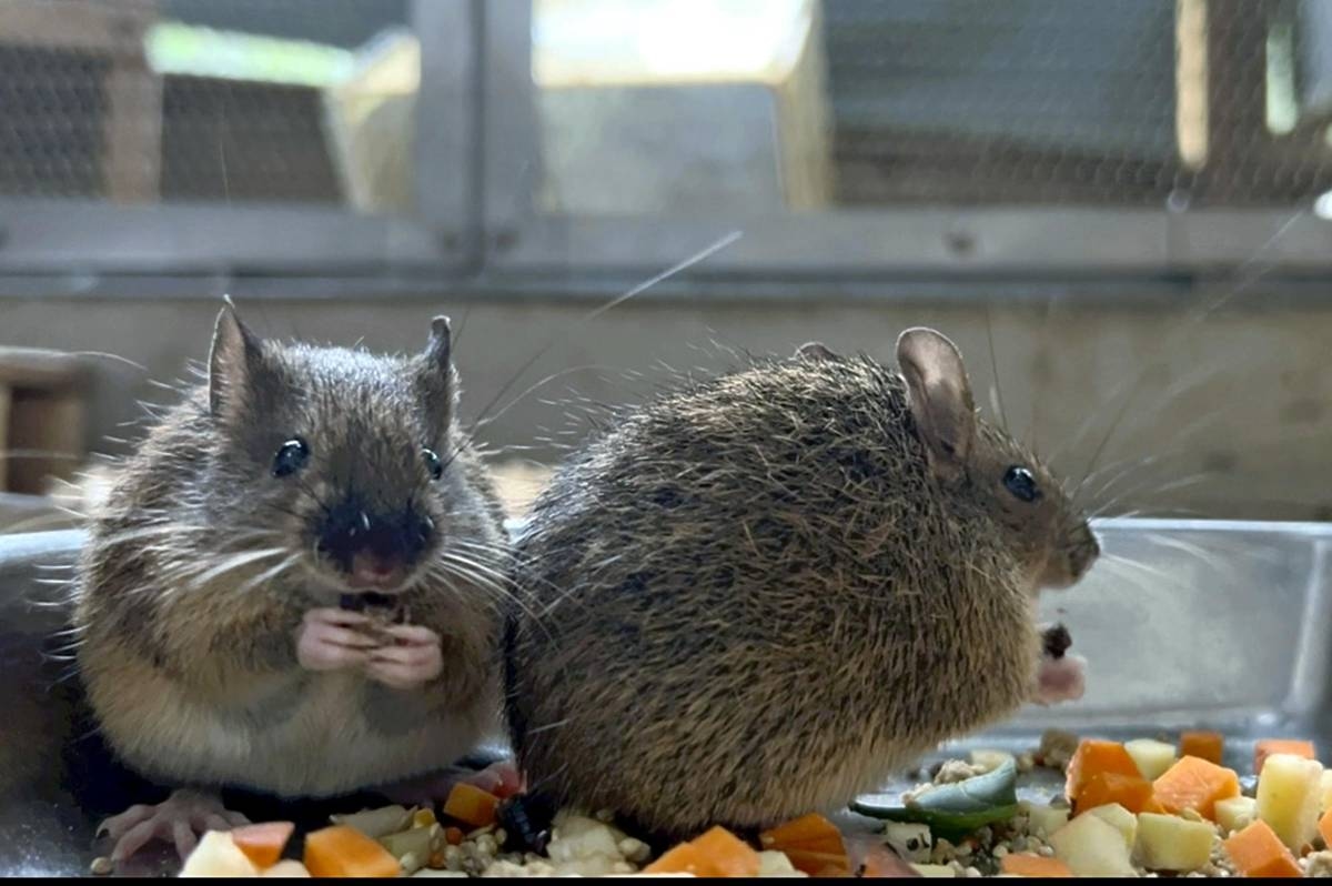 Kagoshima: Zoo Succeeds in Breeding Rare Spiny Rats, Endangered Spieces