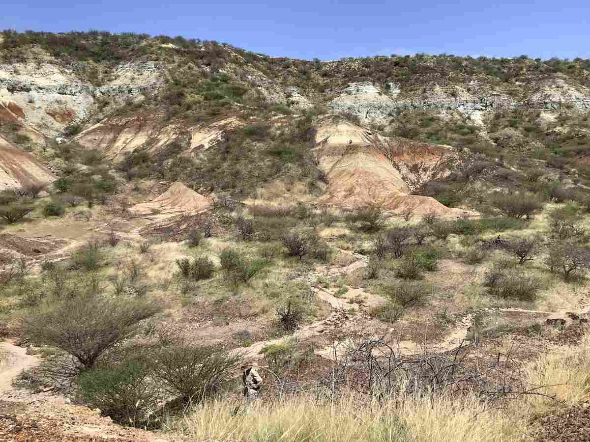 Ancient Proteins Found in Fossils up to 24 Million Years Old