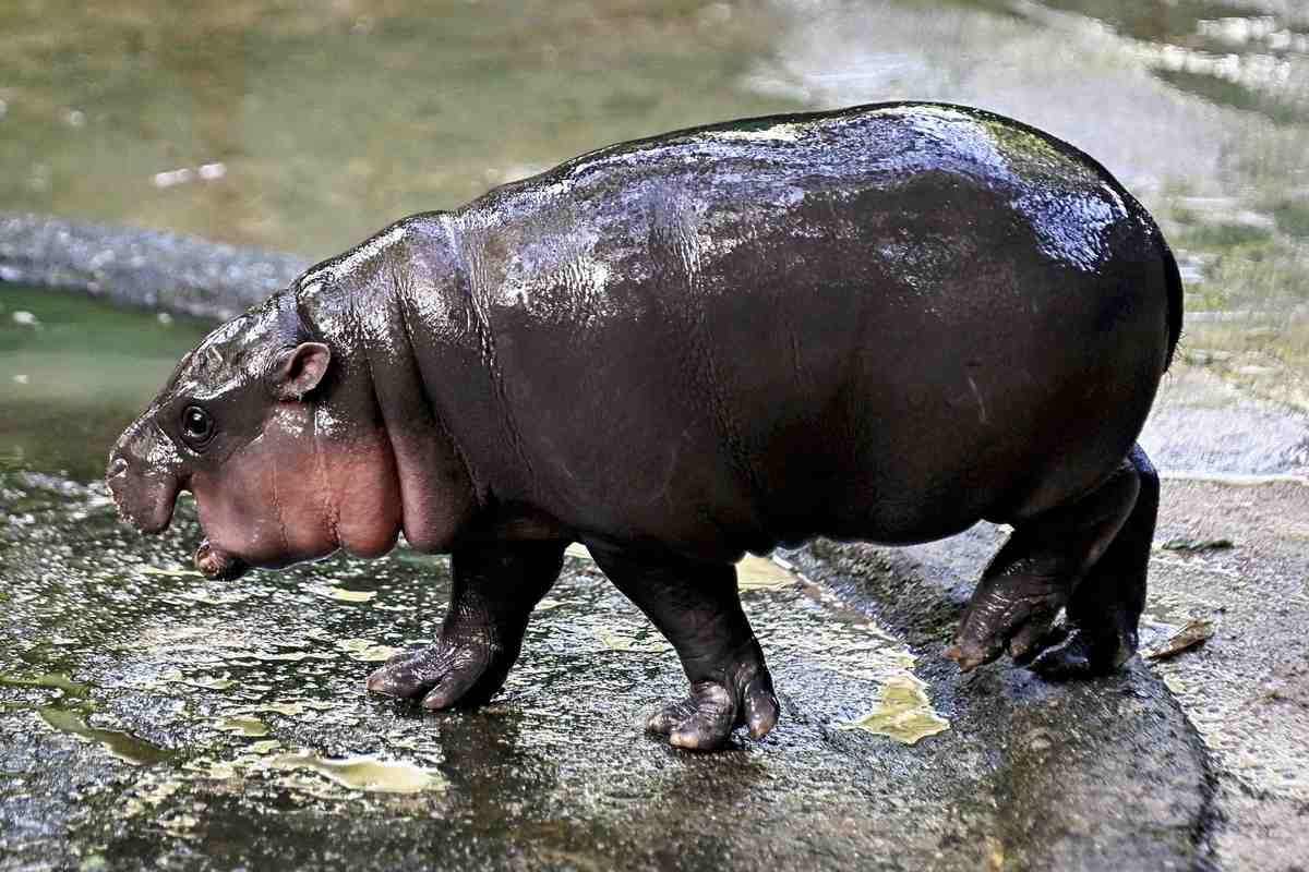 ‘Hippo Birthday': Thailand's Moo Deng Turns 1 Year Old