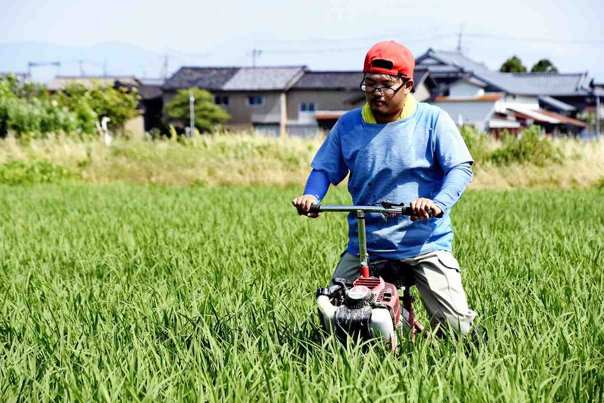 Depopulation Complicates Japan's Rice Policy; Needs of Farmers, Consumers Have Diverged Over Years