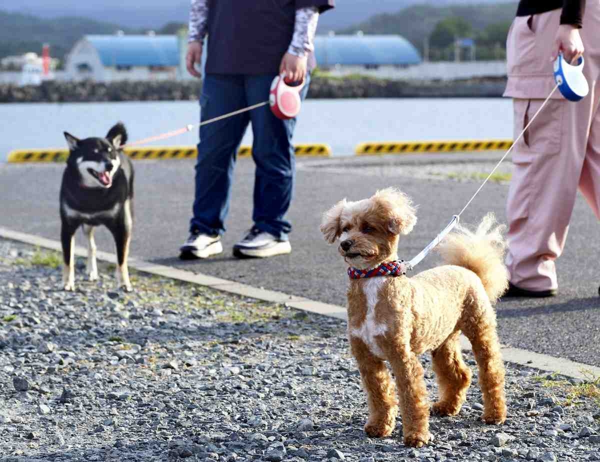 Beware of Heatstroke in Pets; Different Physiology Makes Animals More Susceptible to High Temperatures