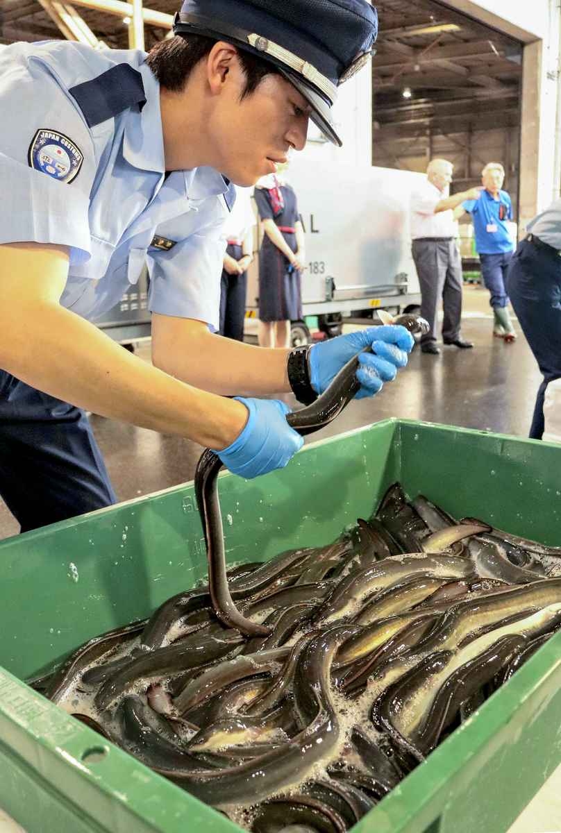 Eel Imports Peak at Narita Airport Ahead of Day When Grilled Eel Traditionally Eaten