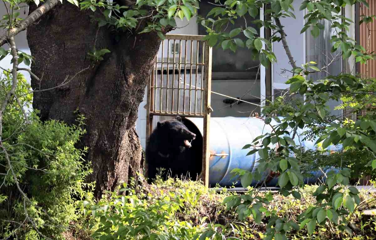 Bear Sightings from Jan. to May Hit Record High of 3,721; Iwate Pref. Reports Most Incidents at 792
