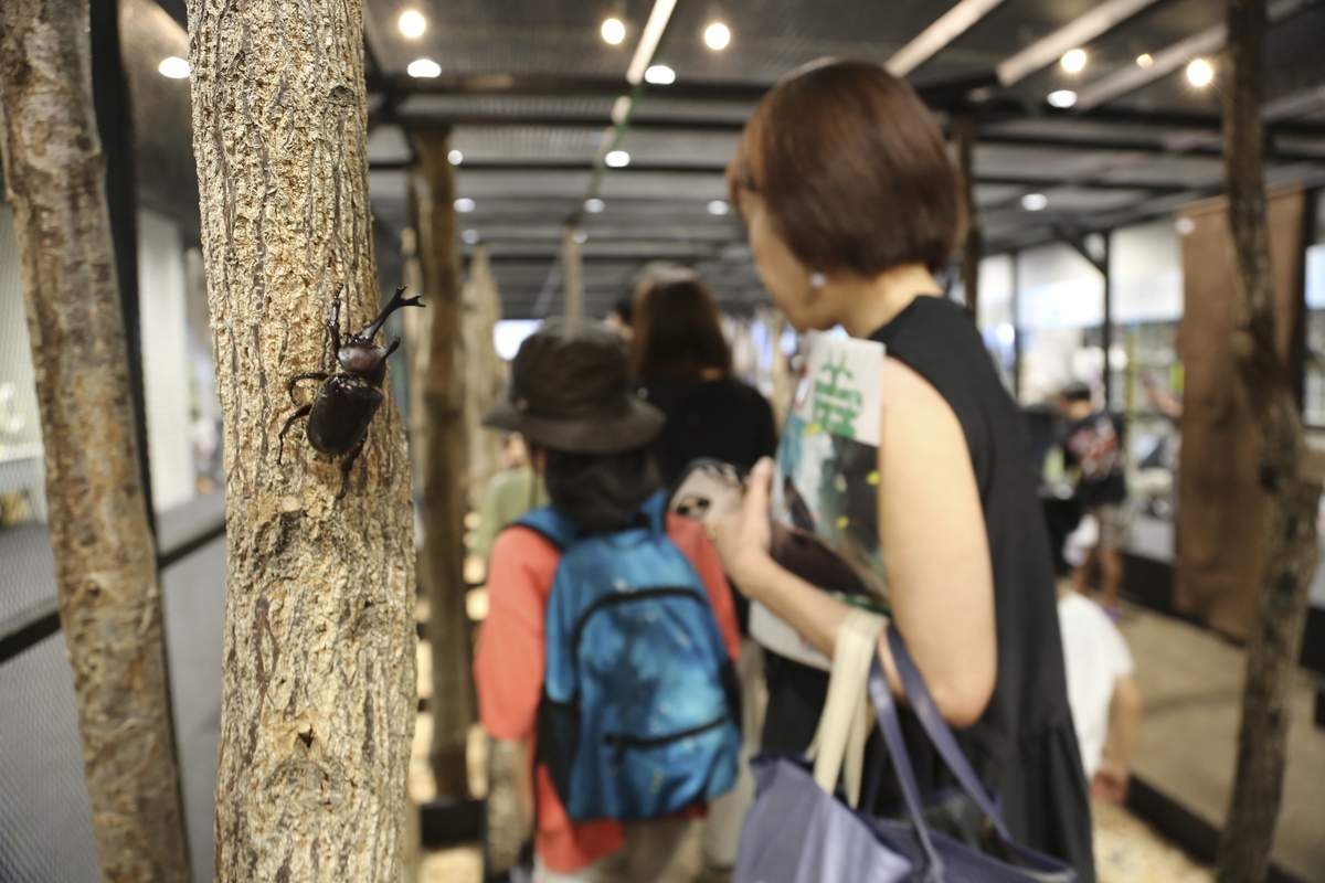 Bugs Are Popular Pets in Nature-Loving Japan, Buzzing with Lessons about Ecology and Species