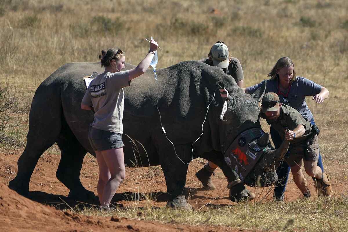 Scientists Make Rhino Horns Radioactive to Fight Poaching