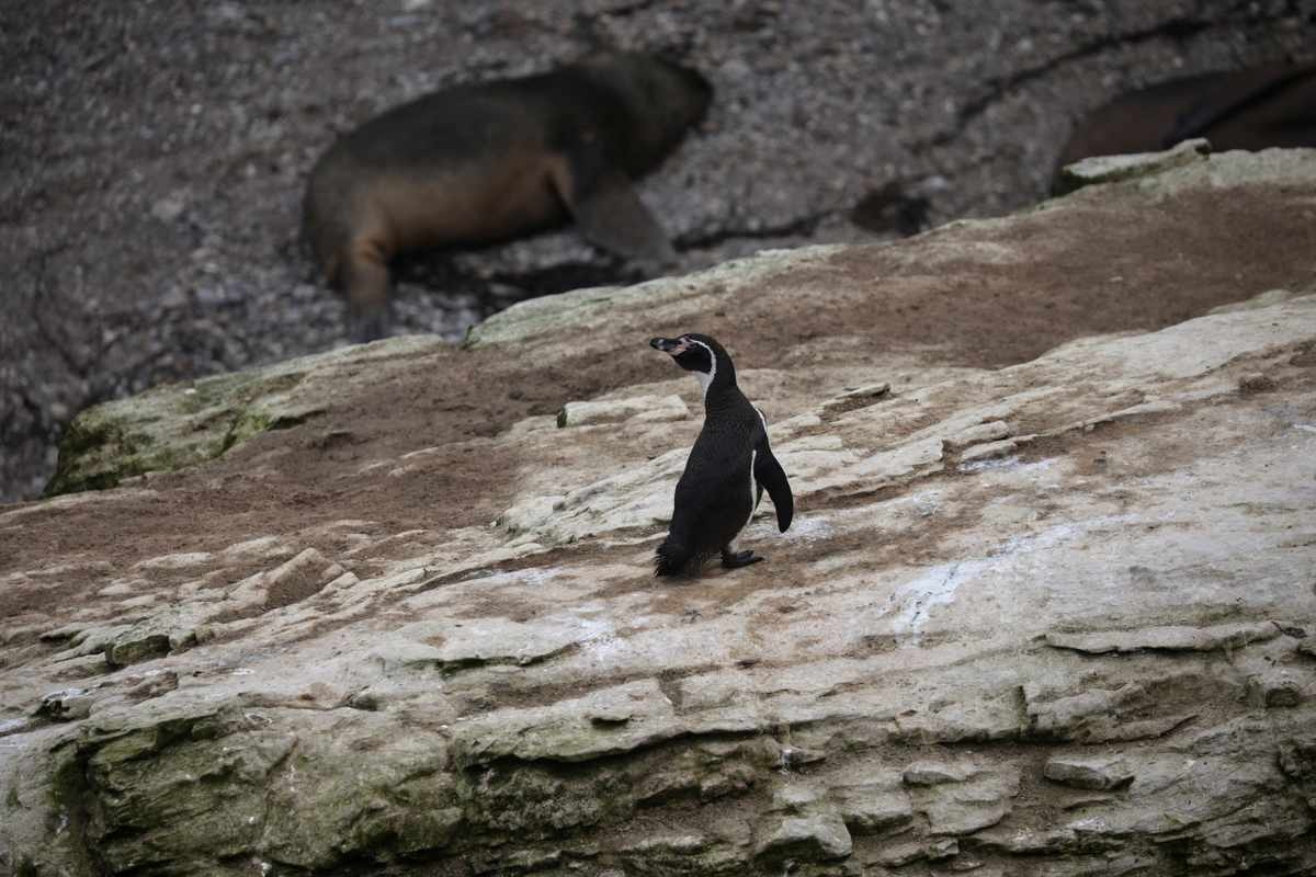 Peru's Coastal Guano Birds Face Crisis as Population Drops over 75%, Scientists Say