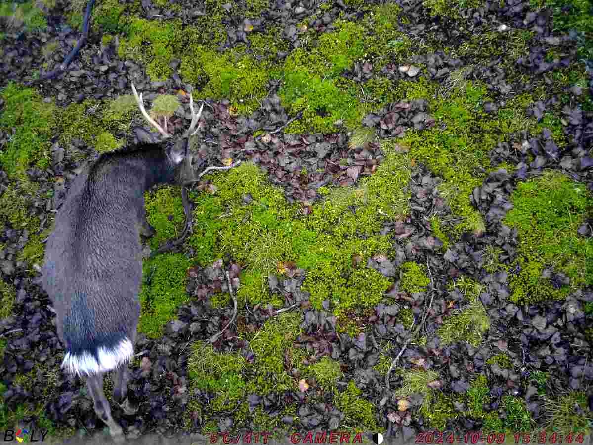 Japan Govt Launches Initiative to Cull Deer in Southern Japanese Alps to Protect Vegetation in Area