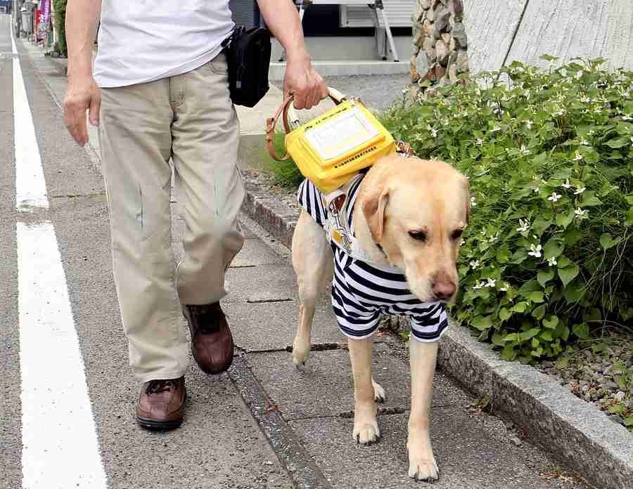 Tokushima's Assistant Dog Users Share Stories of Rejection in Call for Change; Public Understanding Still Lacking