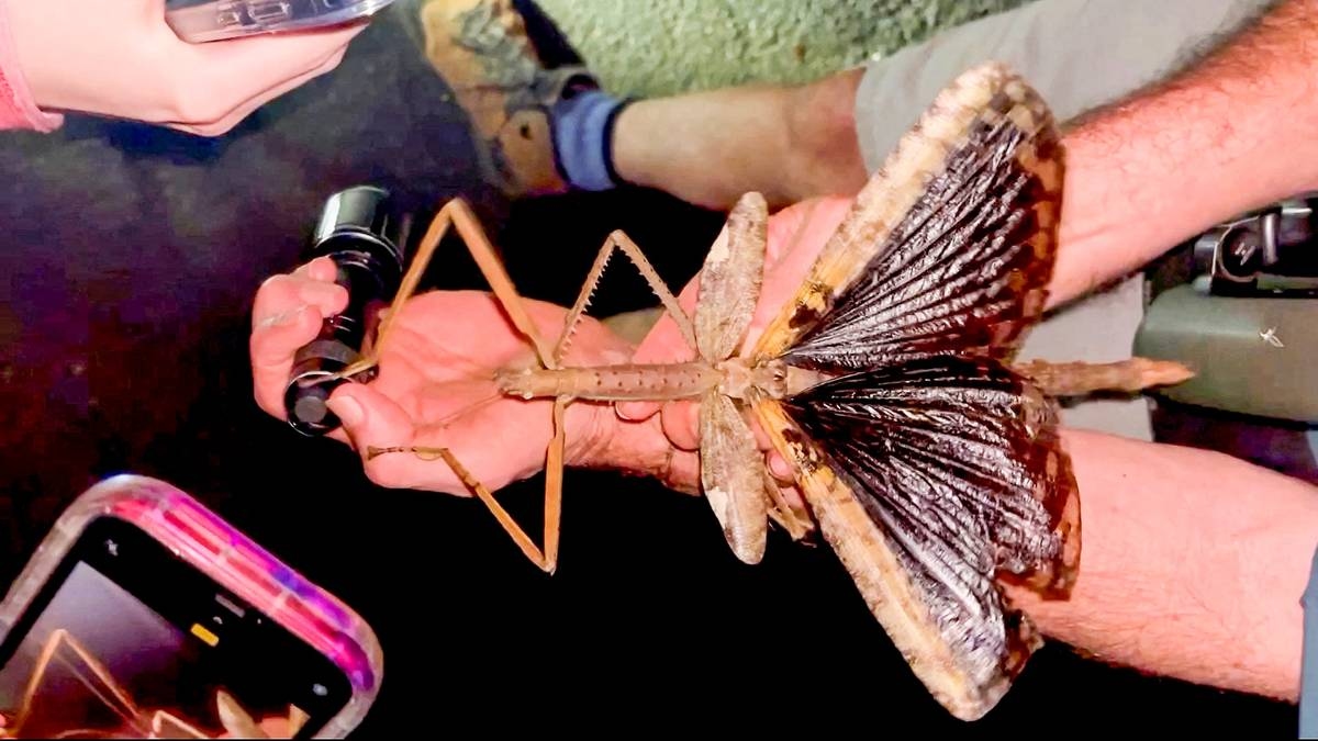 New Stick Insect Species Is Australia's Heaviest