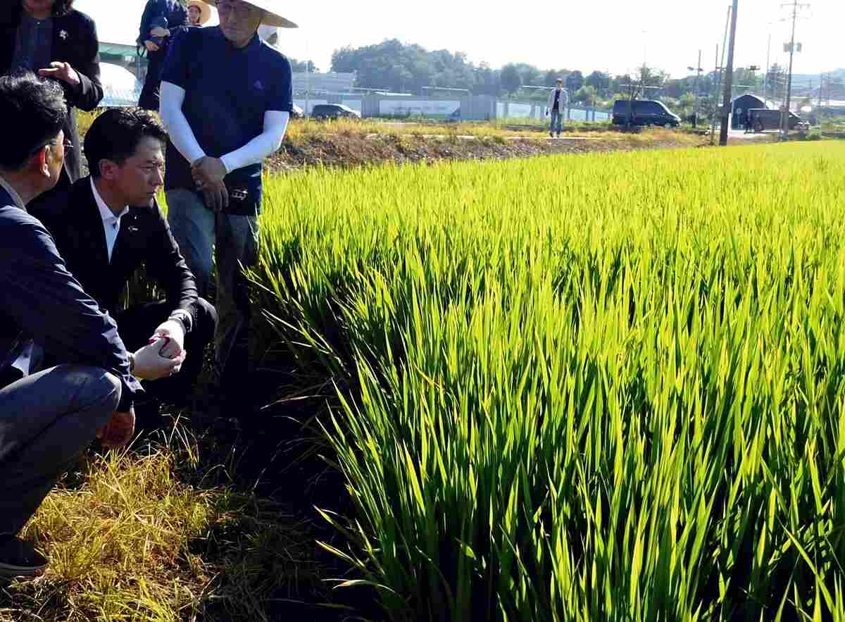Japanese Farm Minister Visits Rice Field in South Korea