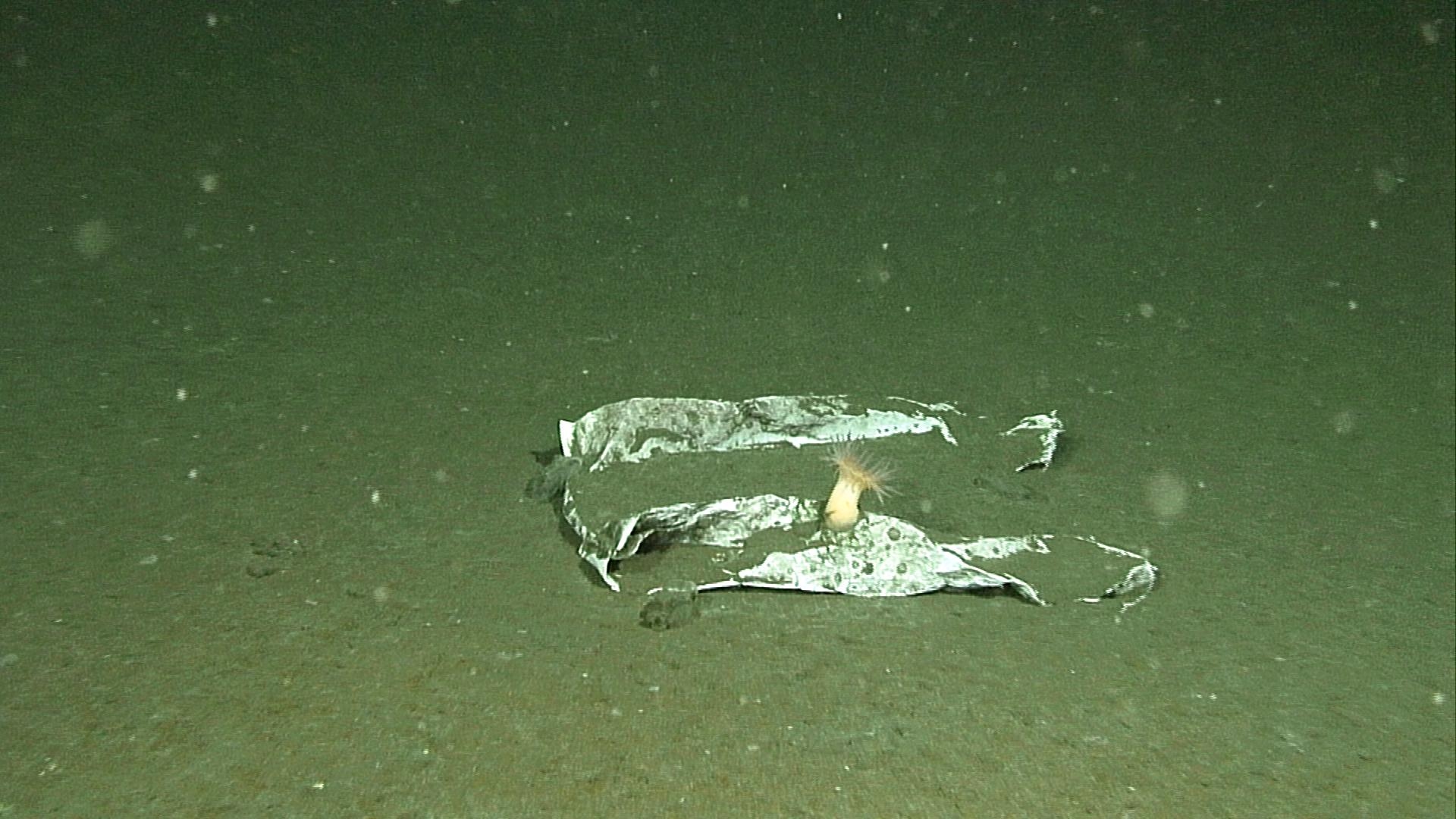 Plastic Waste Covers Bottom of Japanese Waters; Items Found Dating Back to Twentieth Century