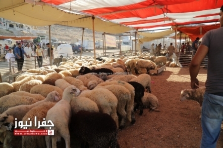الحباشنة يكتب: توطين الأغنام ومصدر الليمون "ويوم العيد"!