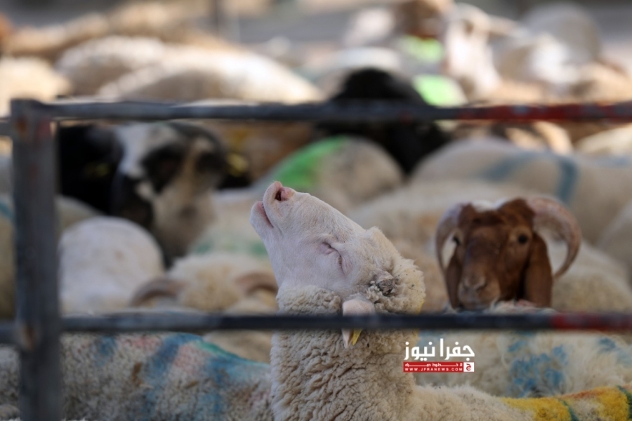 بدء استقبال طلبات حظائر بيع الأضاحي إلكترونيا