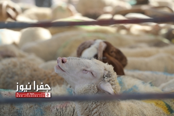 وزارة الزراعة: استيراد كميات كبيرة من الأضاحي