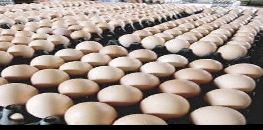 "حيتان" الدواجن يرفعون أسعار بيض المائدة 25%