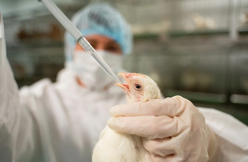 المكسيك.. تسجيل أول حالة وفاة بإنفلونزا الطيور "H5N1"