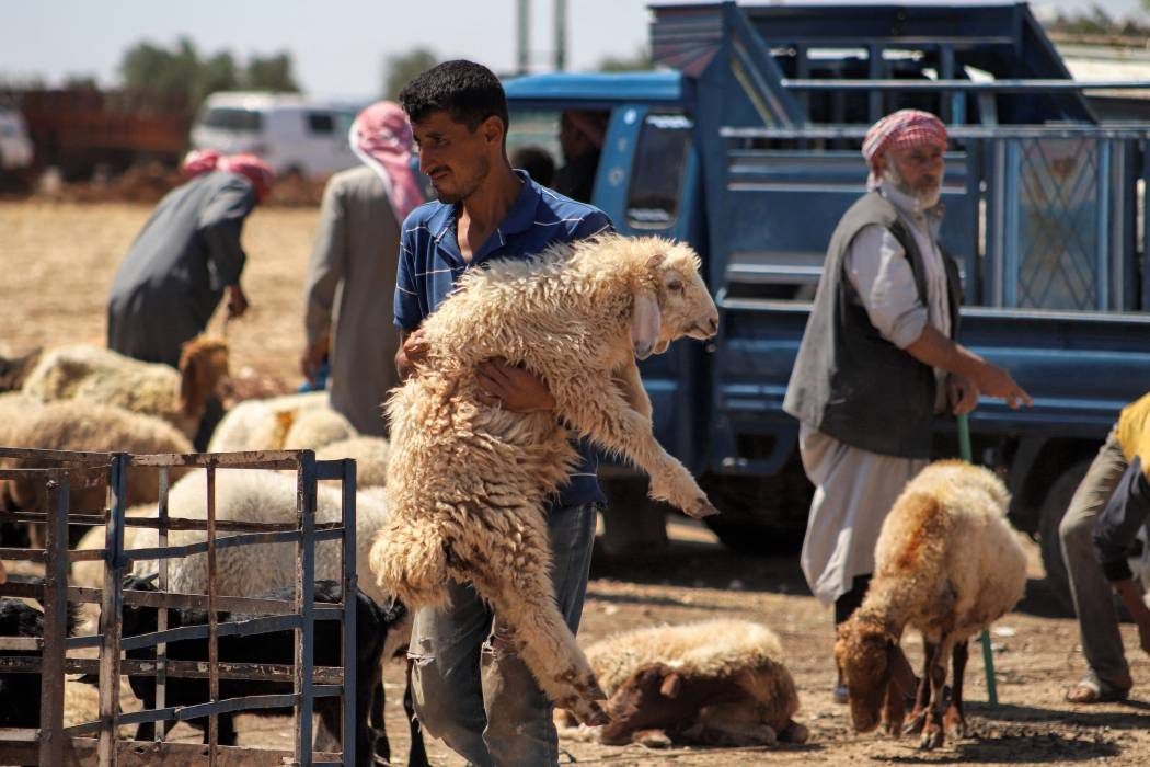 هل تستعد وزارة الزراعة لضبط سوق الأضاحي قبيل عيد الأضحى؟