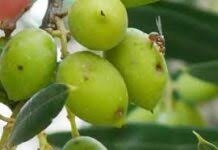 "زراعة الكورة" تدعو  لمكافحة ذبابة الزيتون