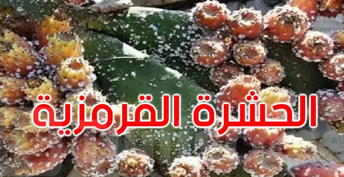 سليانة: ضبط خطة جهوية لمقاومة الحشرة القرمزية