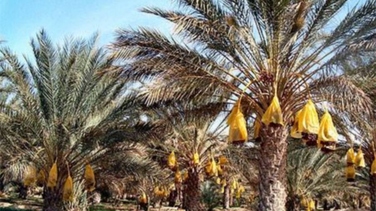 المرصد الوطني للفلاحة : عائدات صادرات التمور تتراجع بنسبة 4.3 بالمائة