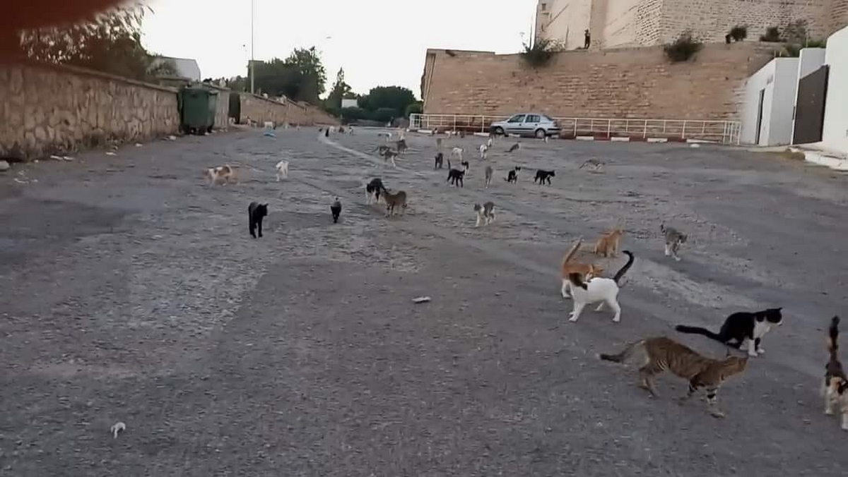 مفاجأة علمية: تاريخ ظهور القطط المنزلية في العالم بدأ من تونس