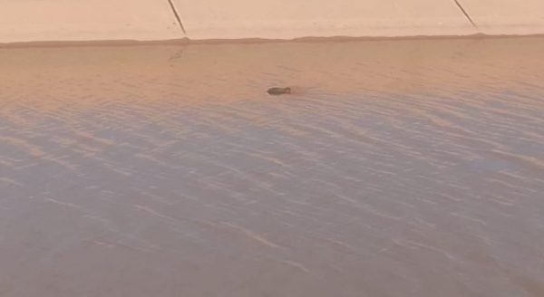 انتشال جثة شخص مجهول الهوية من قناة 'زرابة' بالحوز