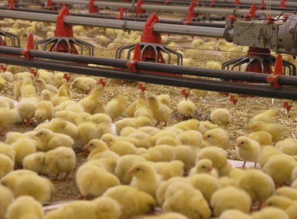 مجتمع مربو الدواجن يحذرون من ضرر 'سماسرة الفلّوس' على آلاف الأسر المغربية