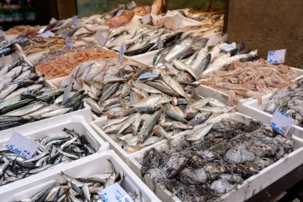 الأسماك تواصل إثارة الجدل في المغرب