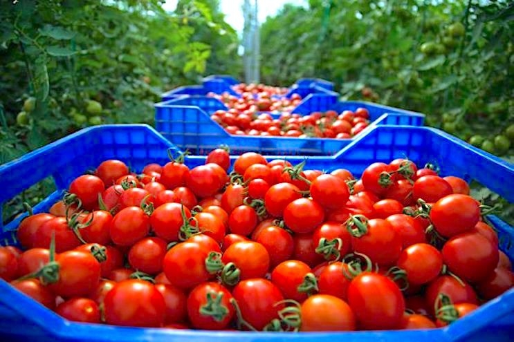 المفوضية الأوروبية: واردات الطماطم المغربية تتوافق مع المعايير التجارية