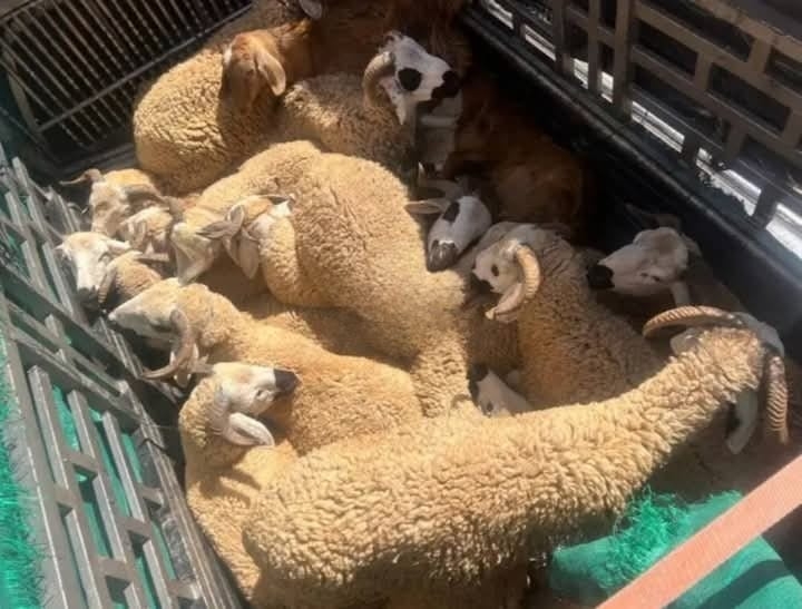 مجتمع درك بنجرير يُطيح بزعيم إحدى أخطر عصابات سرقة المواشي بالمغرب