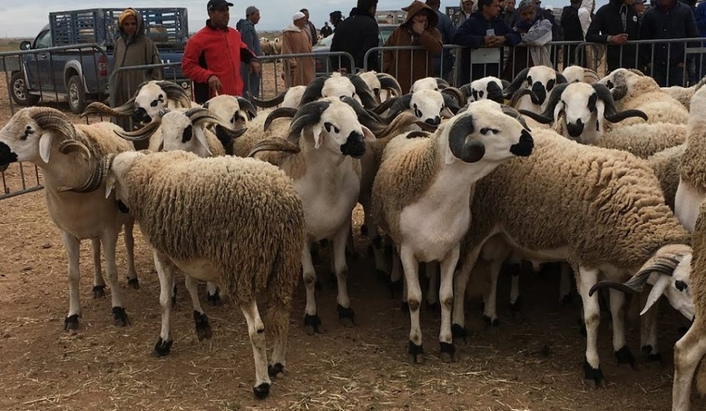 المرابطي لكشـ24: المغاربة تكيّفوا نفسيا مع غياب الأضحية والغلاء أفسد بهجة العيد