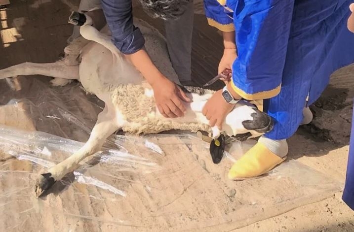 غياب شعيرة ذبح الأضحية بالمغرب.. قراءة شرعية واجتماعية لحماية المصلحة العامة
