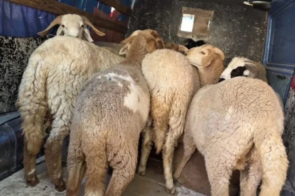 كانت في طريقها لزبائن اقتنوها مسبقًا.. حجز دفعة جديدة من الأغنام بمراكش