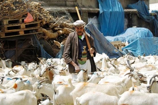 أسعار الأضاحي تواصل الارتفاع في اليمن.. العيد بطعم المعاناة