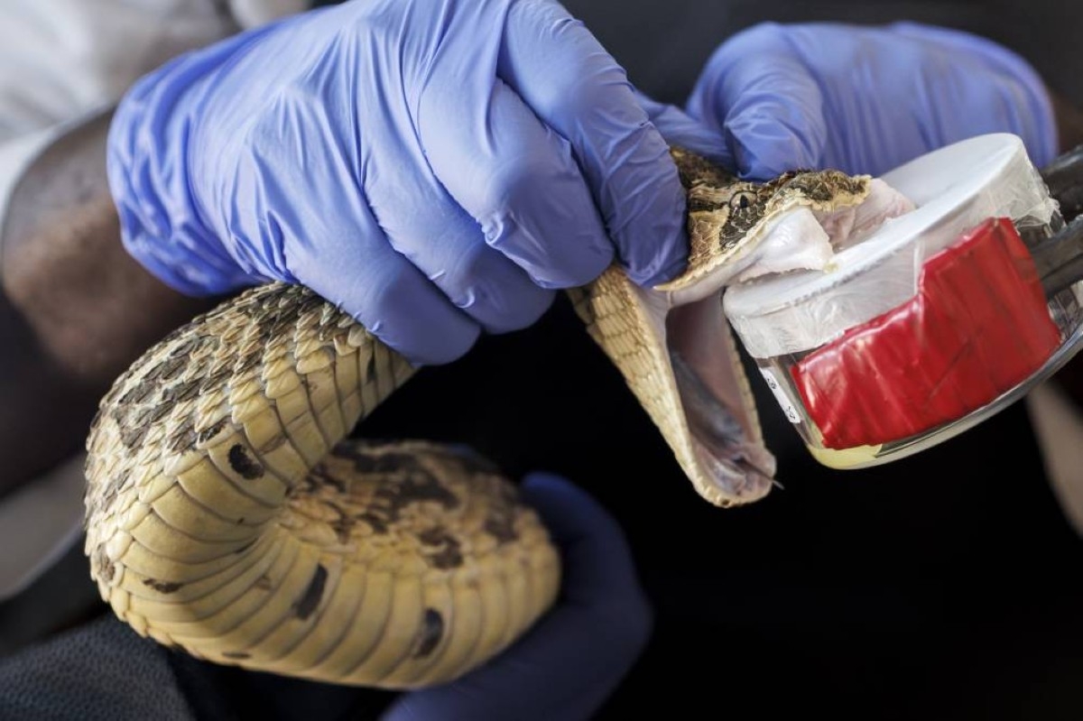 Kenya's desperate need for more snake antivenom