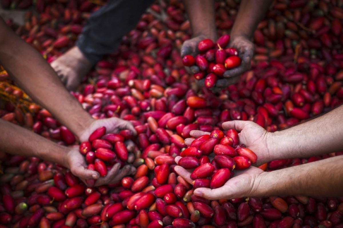 Due to war, under 5% of Gaza cropland useable for farming