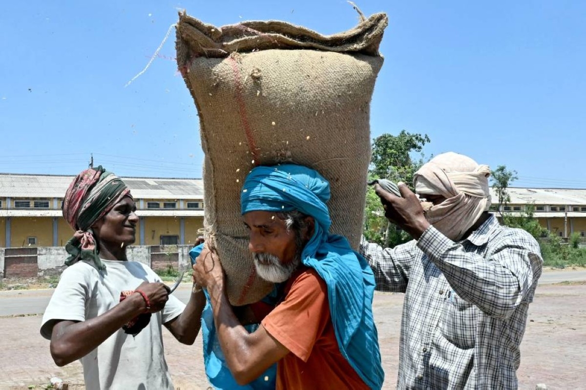 No imports needed: India wheat harvest defies speculation