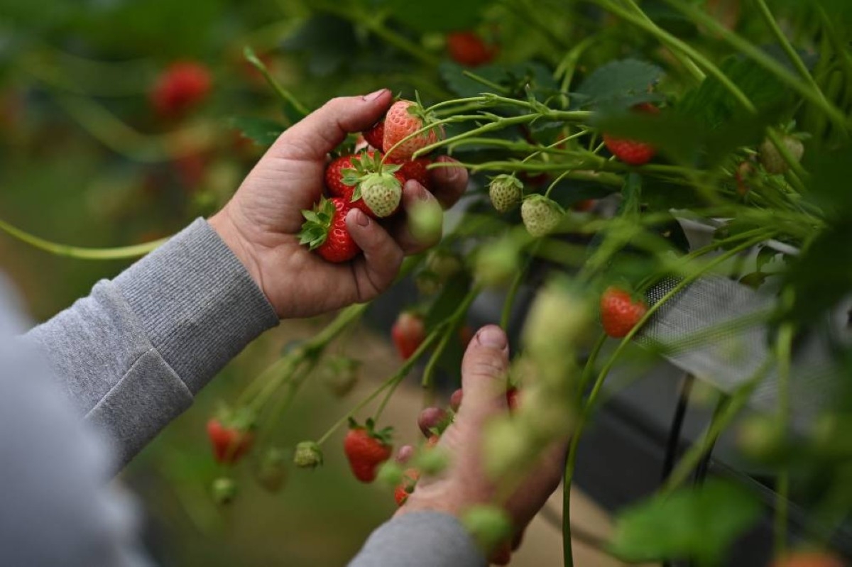 Britain sunniest spring yields unusually sweet strawberries