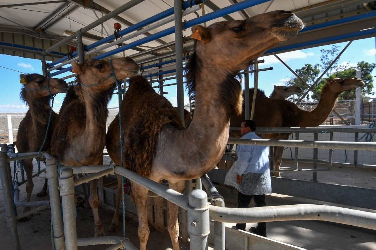 Camel milk offers hope in Tunisia's poor and arid south