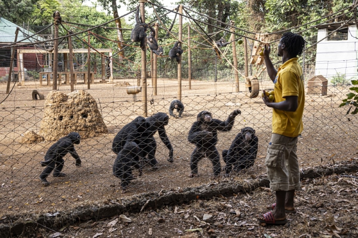 Deforestation in S Leone national park threatens chimps, humans alike