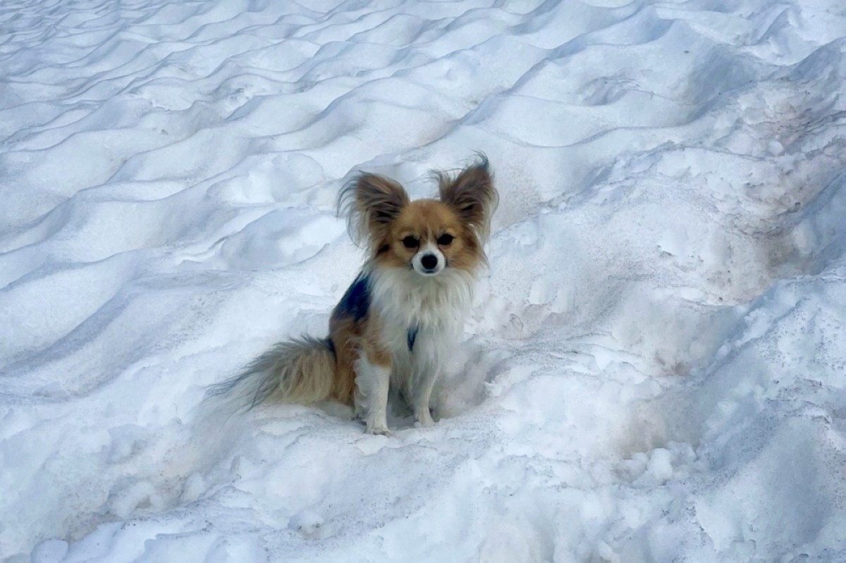 Hiker in Alpine crevasse rescued... by a Chihuahua