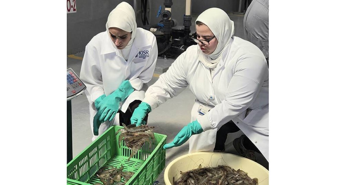 KISR marks fourth year of shrimp harvest, with farmed shrimp reaching Kuwaiti markets for first time