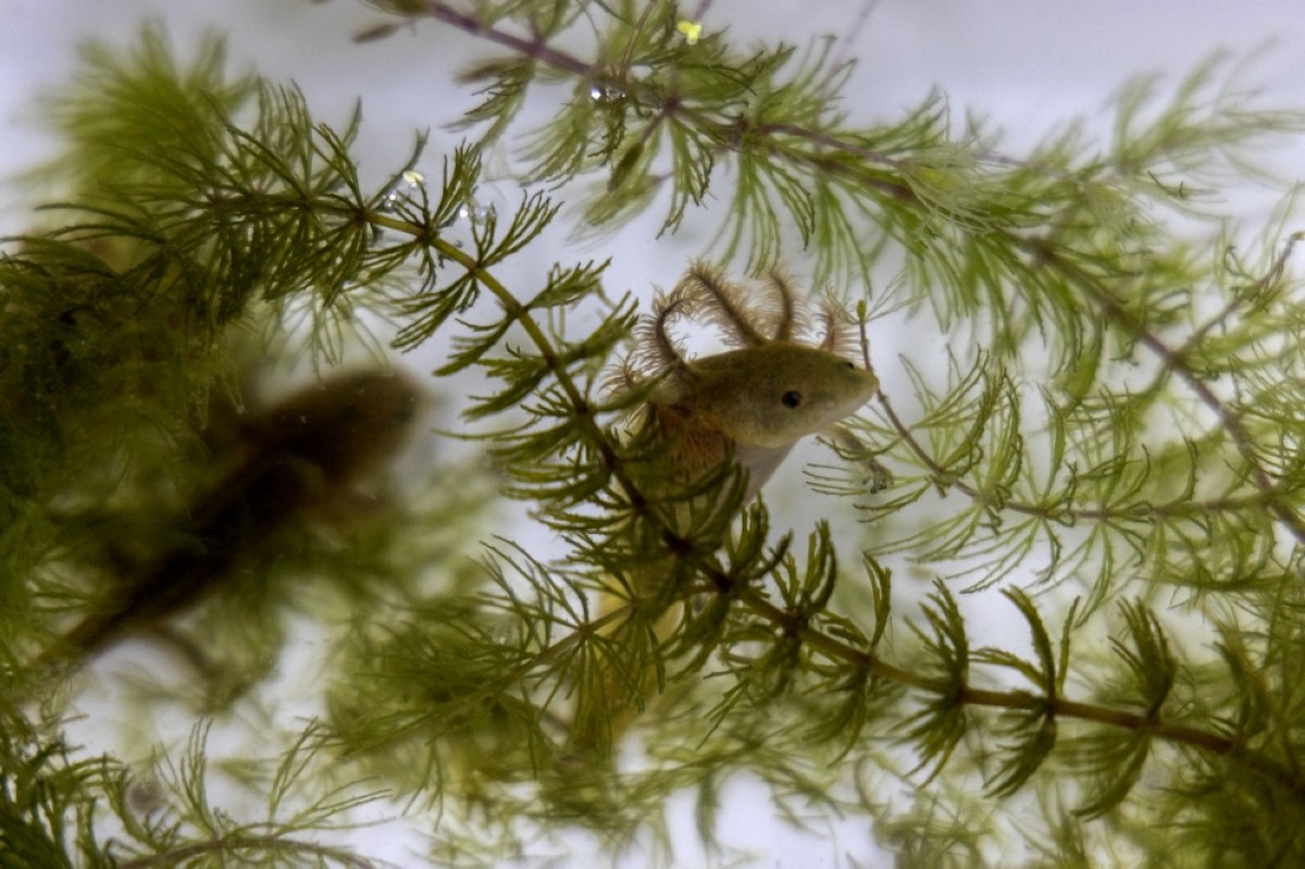 Mexican fishermen join fight to save extraordinary amphibian