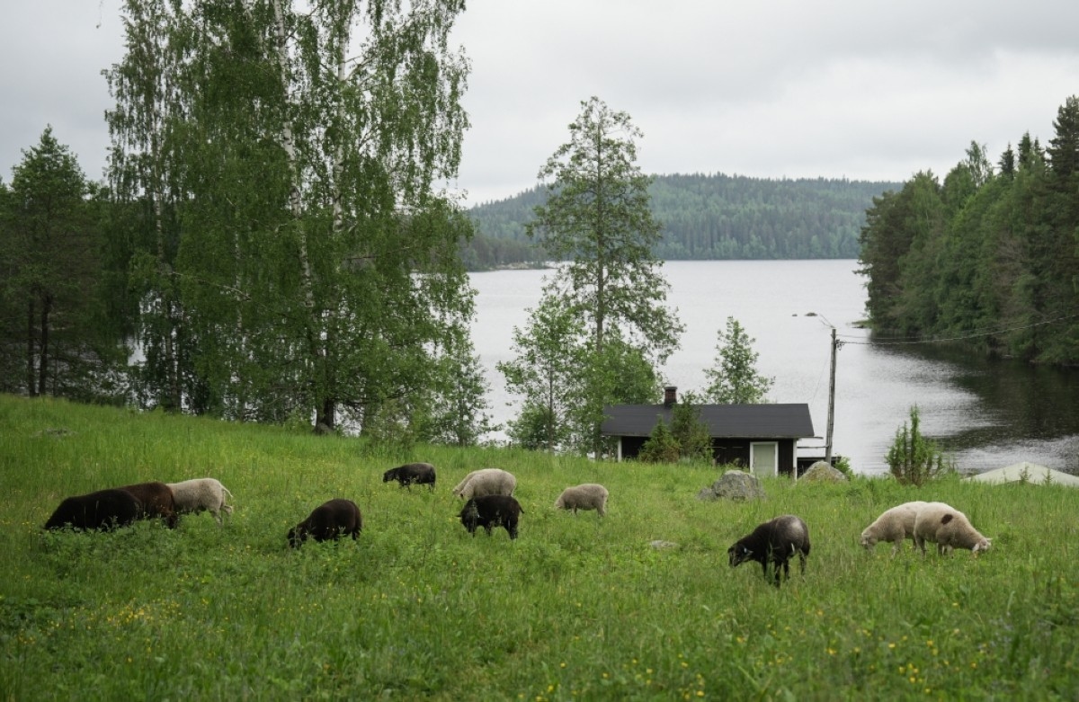 Finns flock to ‘shepherd weeks' to disconnect on holiday