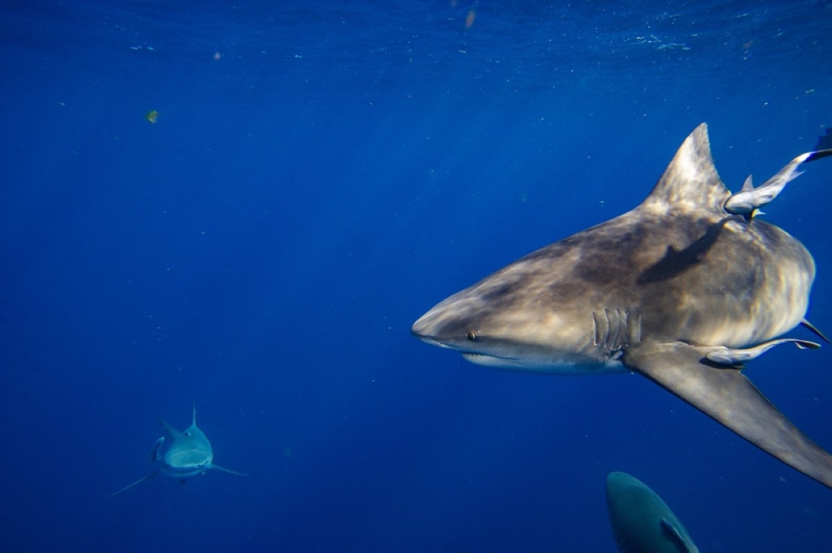 Bull sharks linger in warming Sydney waters