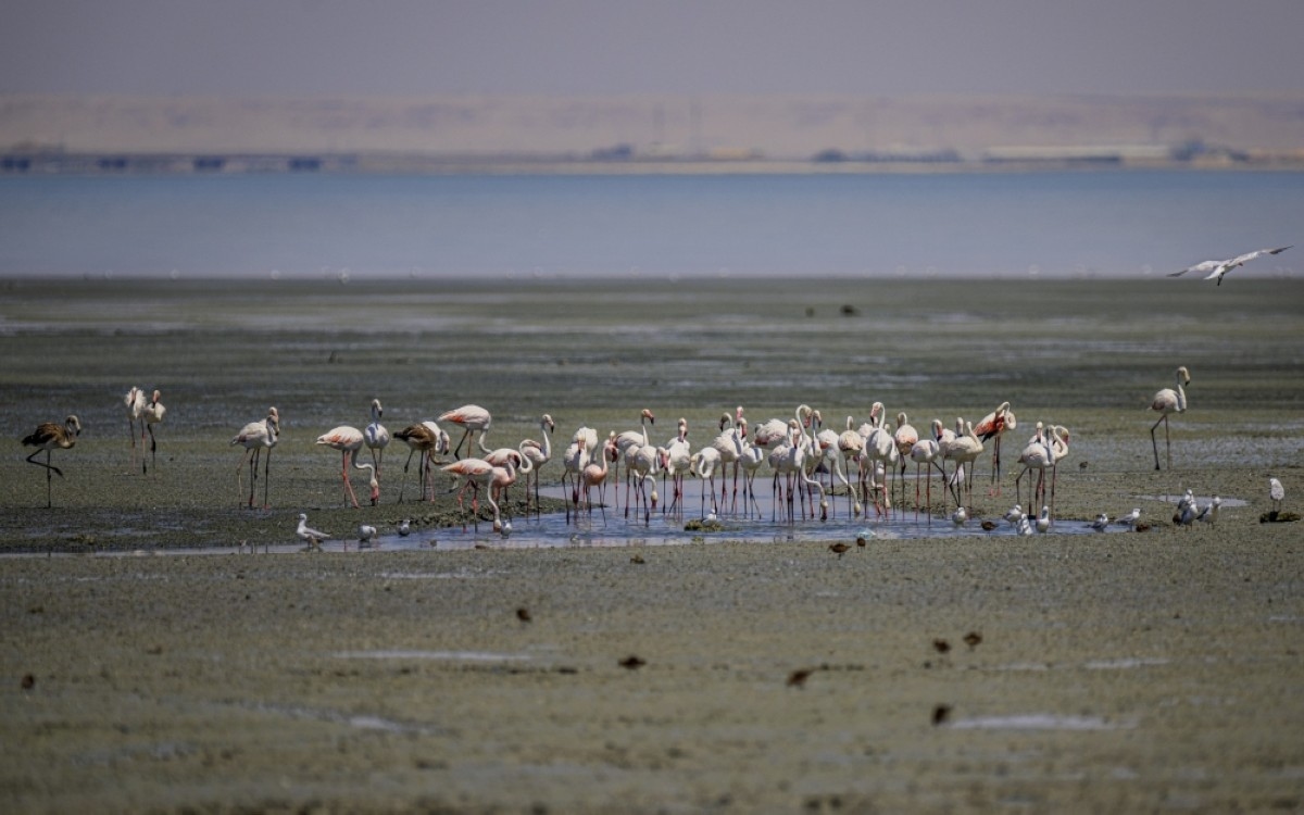 Rare flamingo sighting signals early return of migratory birds