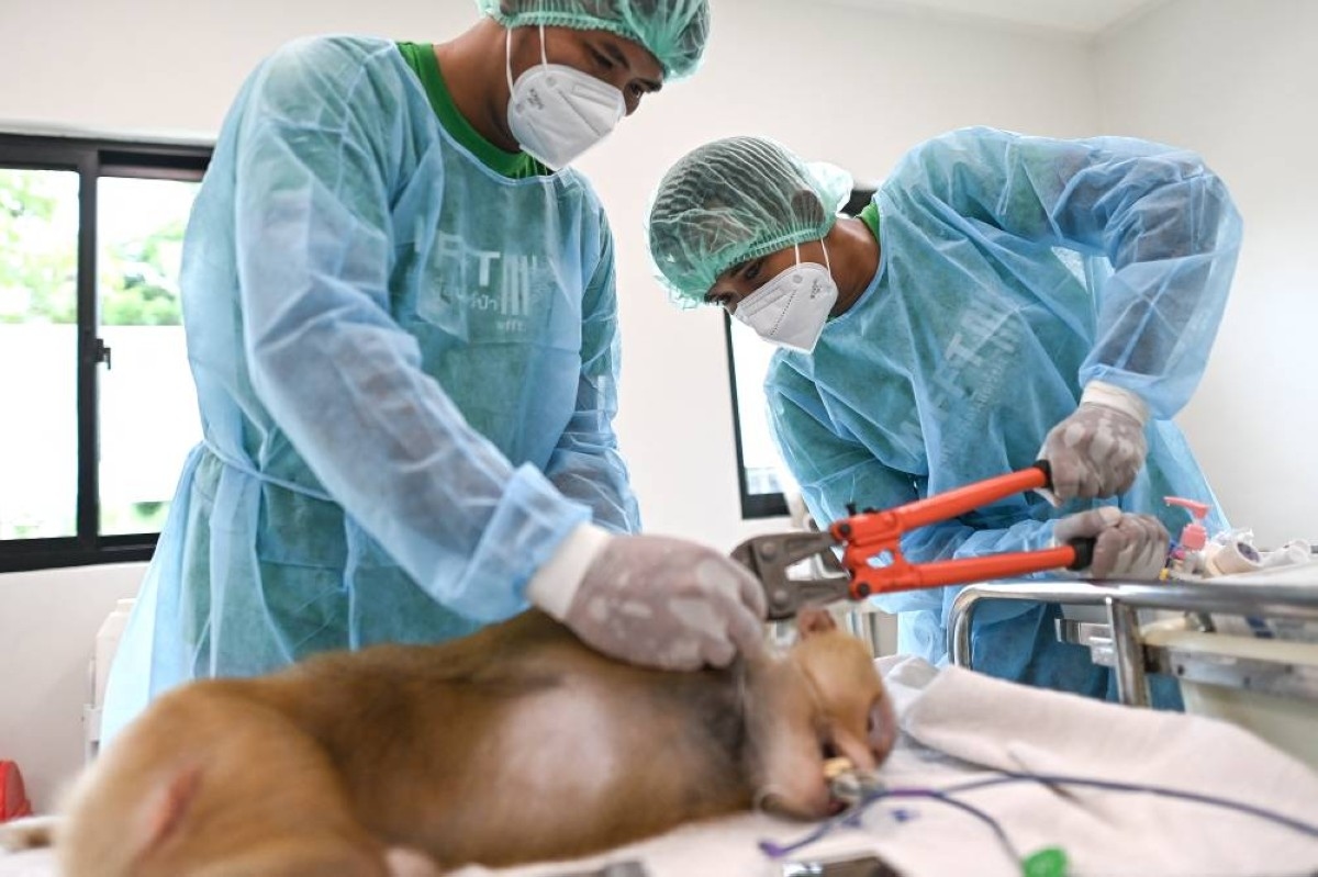 Sunbears to elephants: Life at a Thai wildlife hospital