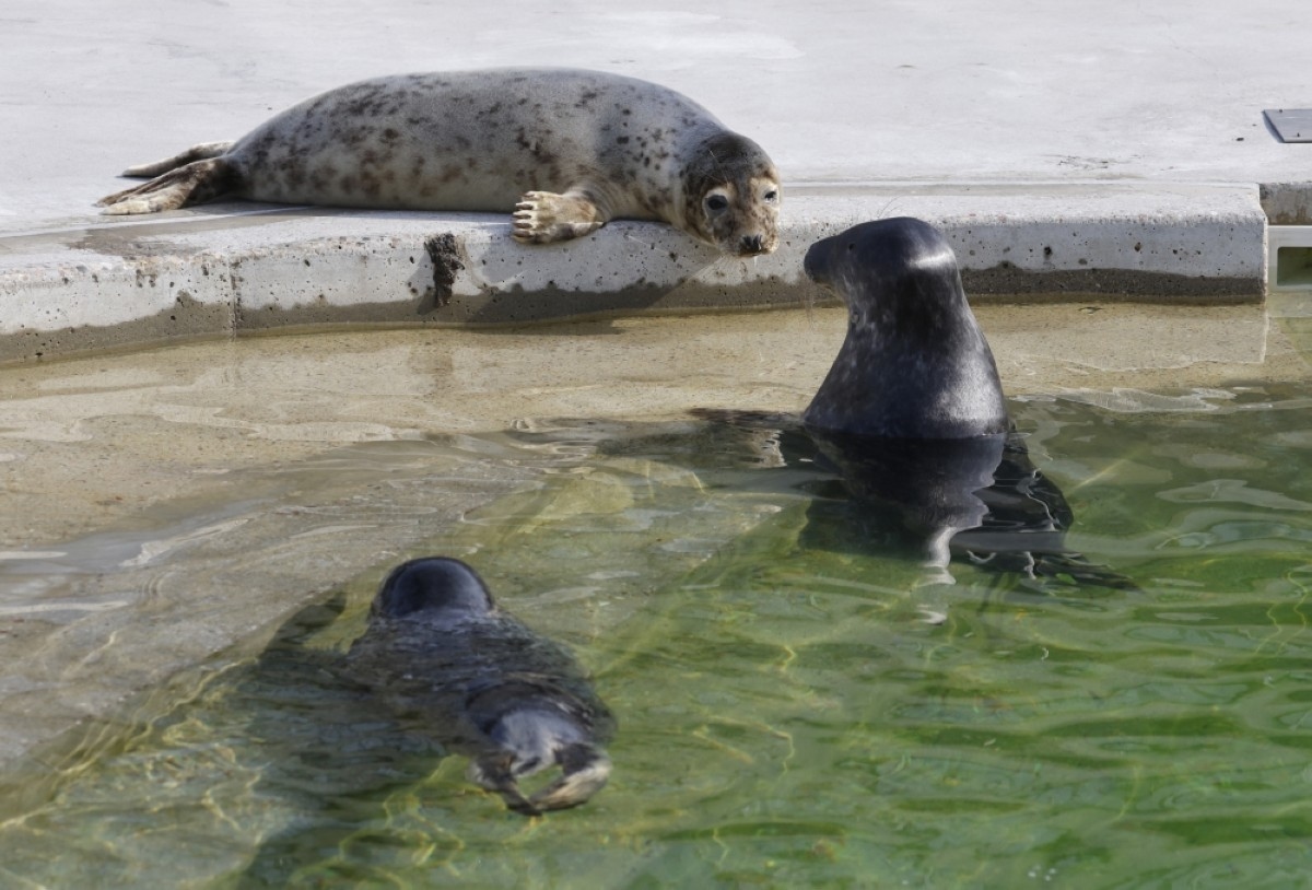 Lithuania bids to save Baltic seals as ice sheets recede