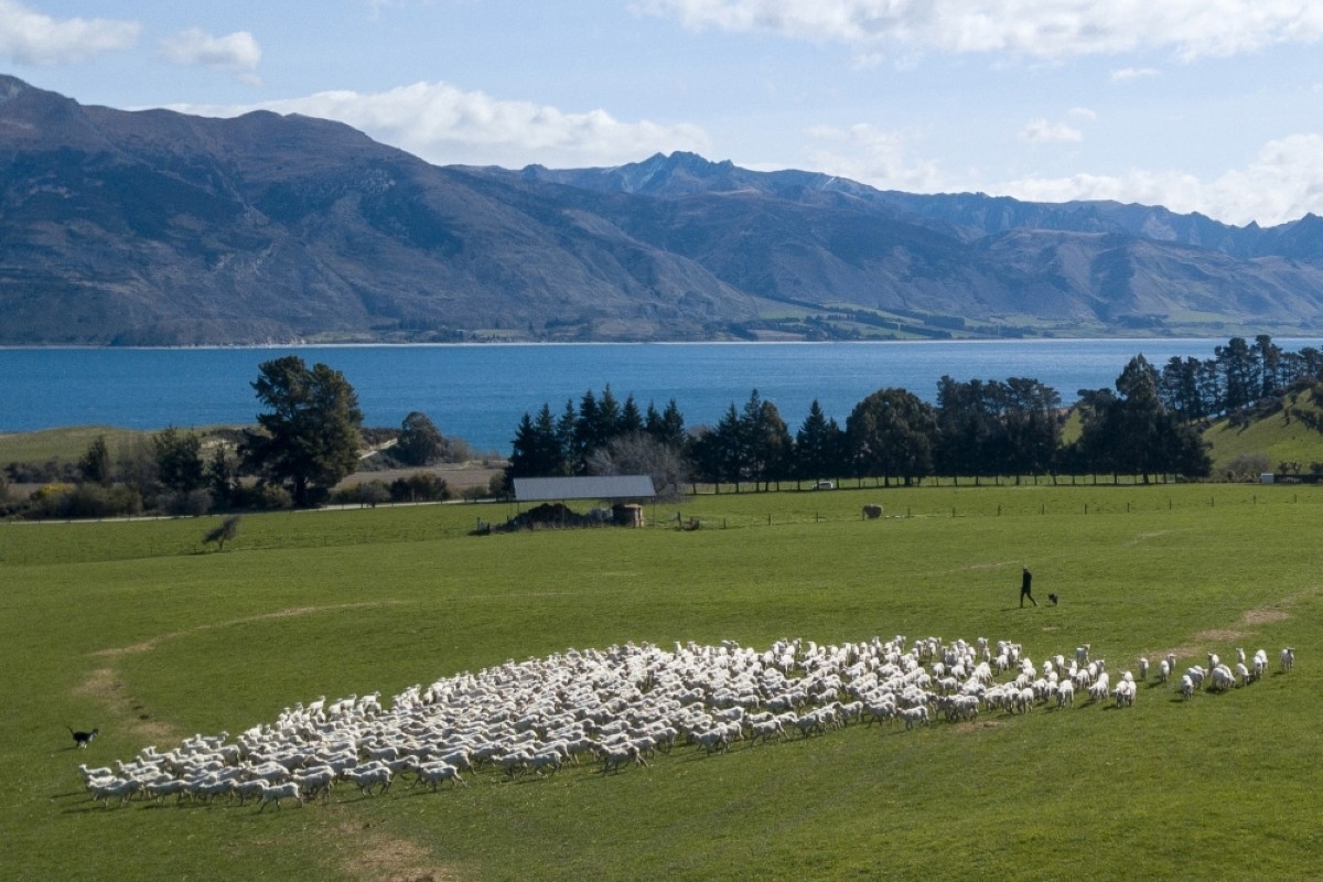 New Zealand farmers battle pine forests to ‘save our sheep'